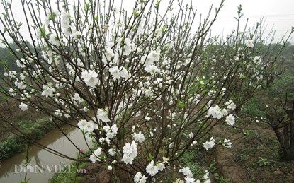 Hoa đào trắng tinh khiết sẽ xuất hiện tại chợ hoa Thủ đô 3
