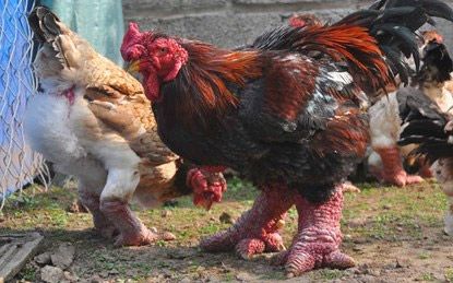 Chủ trại gà Đông Tảo tiết lộ bí quyết luyện gà “nghìn đô” 6