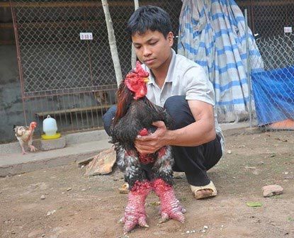 Chủ trại gà Đông Tảo tiết lộ bí quyết luyện gà “nghìn đô” 18