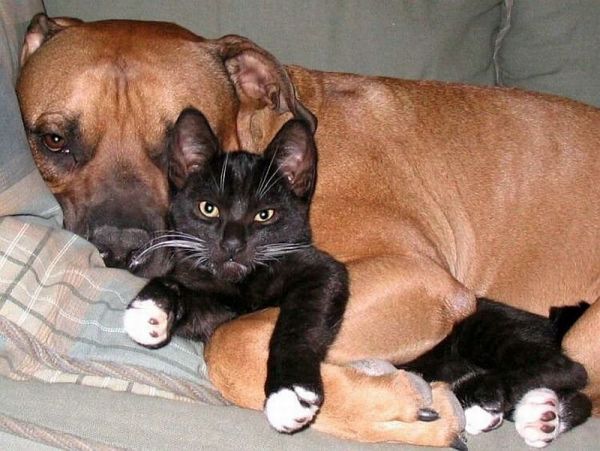 Những bức hình đẹp về tình bạn chó mèo 2