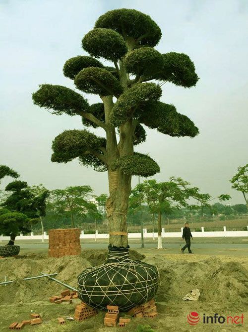 Ngắm vườn tùng bạc tỷ lớn nhất Hà Nội 30