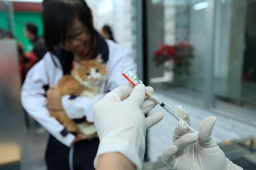 Hàng trăm bạn trẻ HN đưa chó, mèo đi khám bệnh miễn phí 27