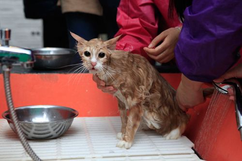 Hàng trăm bạn trẻ HN đưa chó, mèo đi khám bệnh miễn phí 36