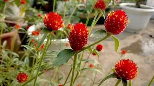 Triệu phú của trăm cây hoa đẹp - độc - lạ ở Hà Nội 21