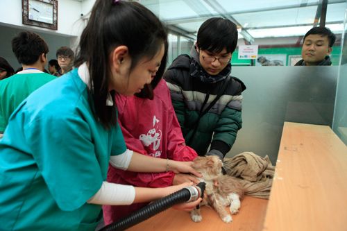 Hàng trăm bạn trẻ HN đưa chó, mèo đi khám bệnh miễn phí 39