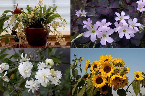 Triệu phú của trăm cây hoa đẹp - độc - lạ ở Hà Nội 9