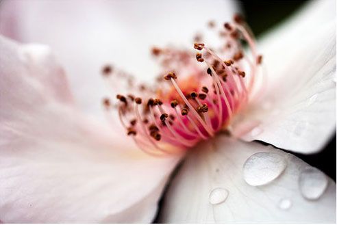 Những “tiểu xảo” giúp chụp ảnh hoa đẹp ngày xuân 5