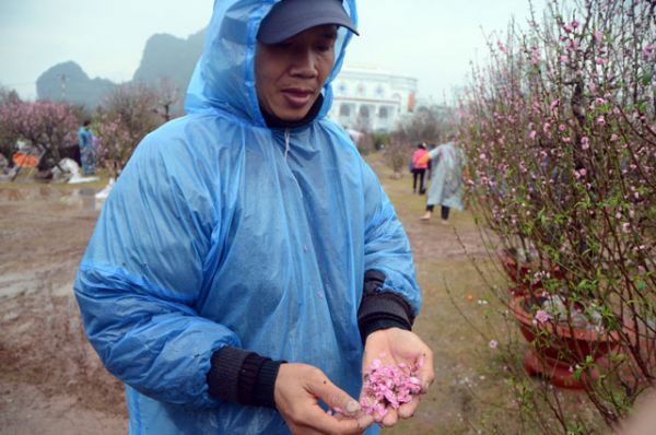 Chợ hoa xuân Hạ Long: Đào, mai tan tác dưới mưa rào 27