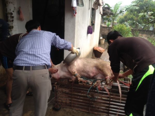 Chùm ảnh: Xem “đụng lợn” ngày Tết ở làng quê 12