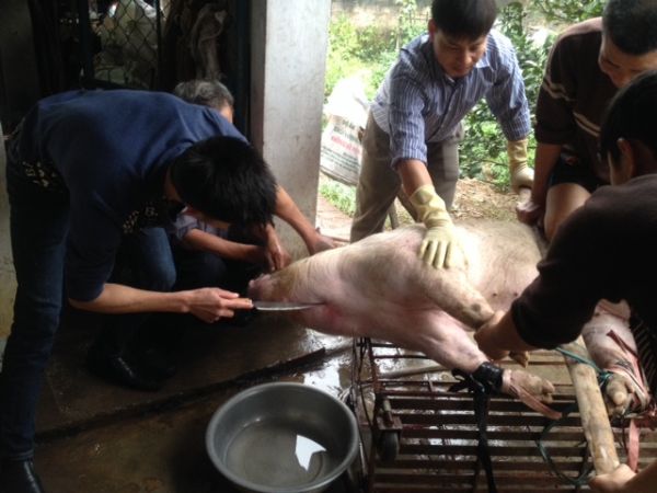 Chùm ảnh: Xem “đụng lợn” ngày Tết ở làng quê 15