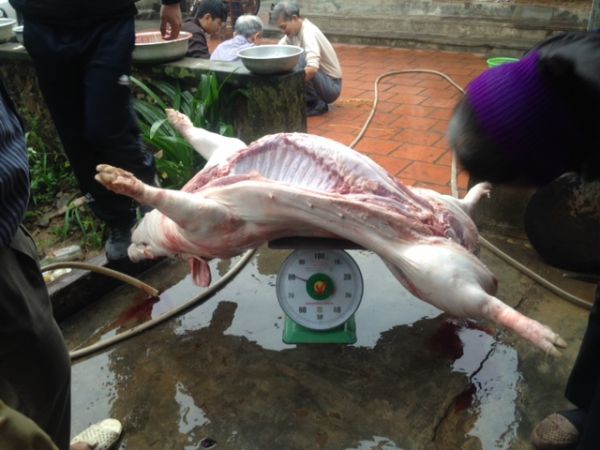 Chùm ảnh: Xem “đụng lợn” ngày Tết ở làng quê 27