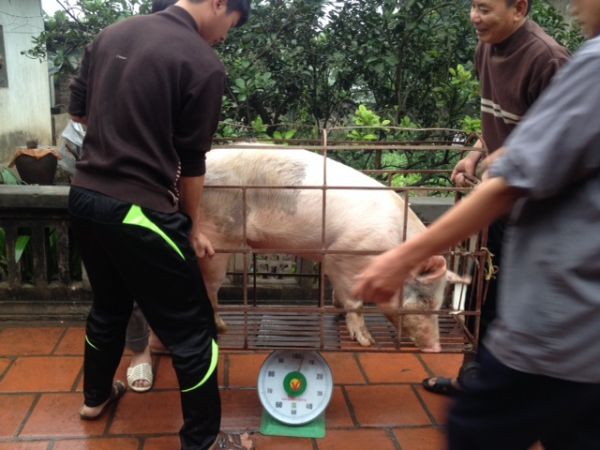 Chùm ảnh: Xem “đụng lợn” ngày Tết ở làng quê 6