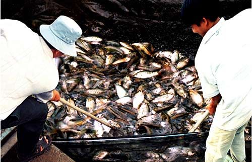 Chùm ảnh: Nông dân Cà Mau chụp đìa cá đồng ngày Tết 4