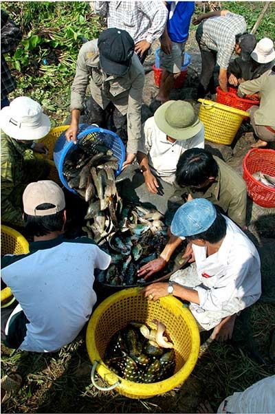 Chùm ảnh: Nông dân Cà Mau chụp đìa cá đồng ngày Tết 5