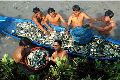 Chùm ảnh: Nông dân Cà Mau chụp đìa cá đồng ngày Tết 2