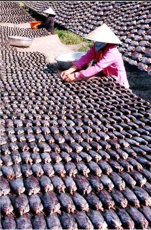 Chùm ảnh: Nông dân Cà Mau chụp đìa cá đồng ngày Tết 9