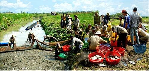 Chùm ảnh: Nông dân Cà Mau chụp đìa cá đồng ngày Tết 3