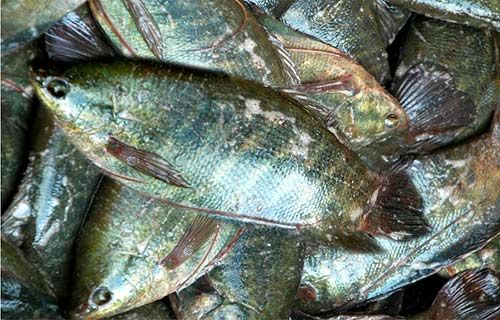 Chùm ảnh: Nông dân Cà Mau chụp đìa cá đồng ngày Tết 7