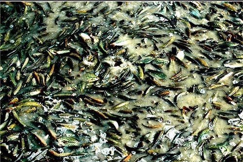 Chùm ảnh: Nông dân Cà Mau chụp đìa cá đồng ngày Tết 6