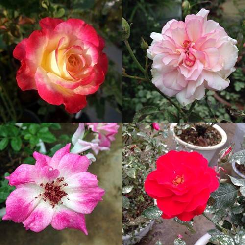 Vườn hồng đẹp như tranh của cô giáo Hà Giang 48