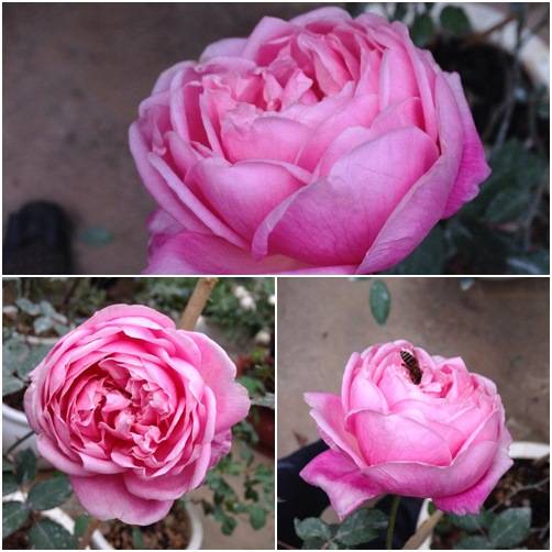Vườn hồng đẹp như tranh của cô giáo Hà Giang 6