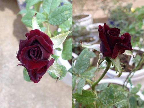 Vườn hồng đẹp như tranh của cô giáo Hà Giang 21