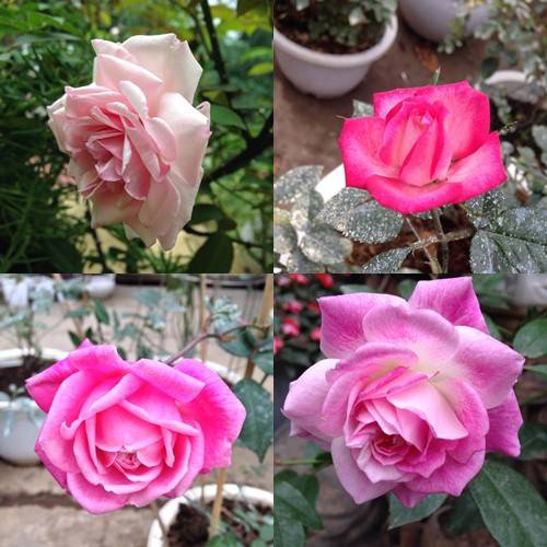 Vườn hồng đẹp như tranh của cô giáo Hà Giang 45