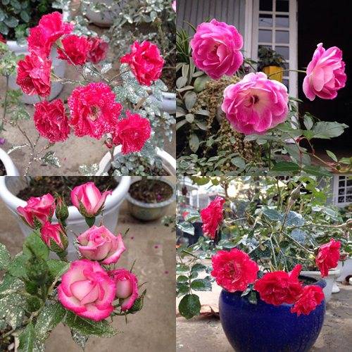 Vườn hồng đẹp như tranh của cô giáo Hà Giang 54
