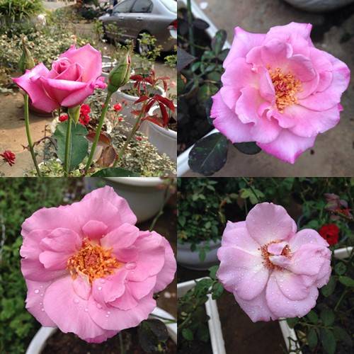 Vườn hồng đẹp như tranh của cô giáo Hà Giang 9