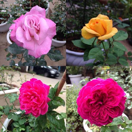 Vườn hồng đẹp như tranh của cô giáo Hà Giang 51