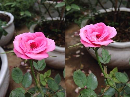 Vườn hồng đẹp như tranh của cô giáo Hà Giang 12