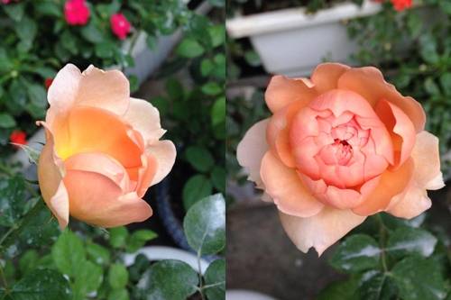 Vườn hồng đẹp như tranh của cô giáo Hà Giang 27