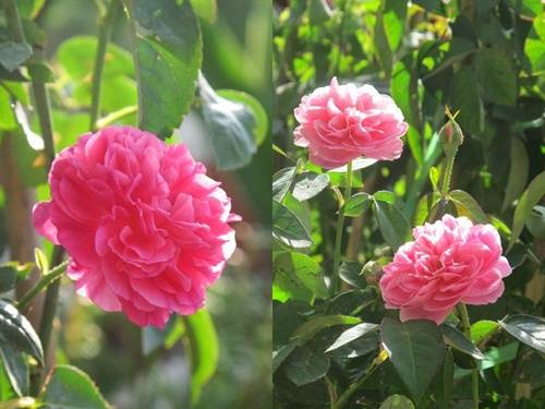 Vườn hồng đẹp như tranh của cô giáo Hà Giang 15