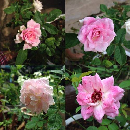 Vườn hồng đẹp như tranh của cô giáo Hà Giang 24