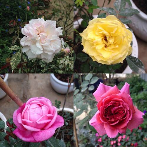 Vườn hồng đẹp như tranh của cô giáo Hà Giang 42