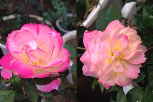 Vườn hồng đẹp như tranh của cô giáo Hà Giang 18
