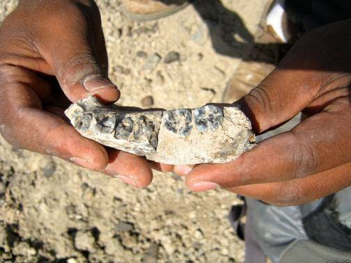 Tìm thấy một mẫu xương hàm của người tiền sử cách đây 2,8 triệu năm 2