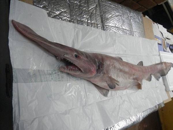 Cá mập yêu tinh sa lưới ngư dân 5