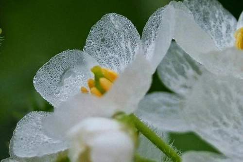 Mỏng manh hoa trắng chuyển trong suốt khi trời mưa 12