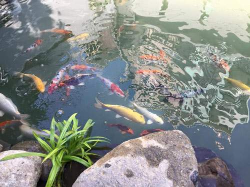 Cao Thái Sơn khoe hồ cá mới to như bể bơi 48