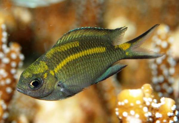 Cá san hô có khả năng điều chỉnh giới tính của cá con 2