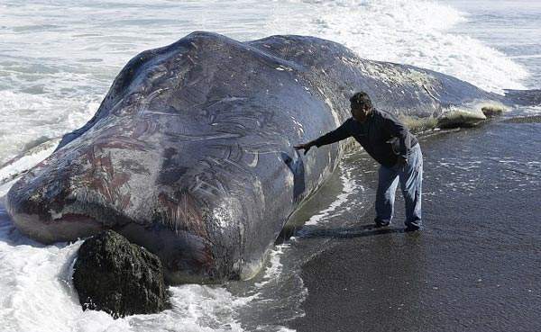 Phát hiện cá nhà táng khổng lồ trôi dạt vào bờ biển Mỹ 4