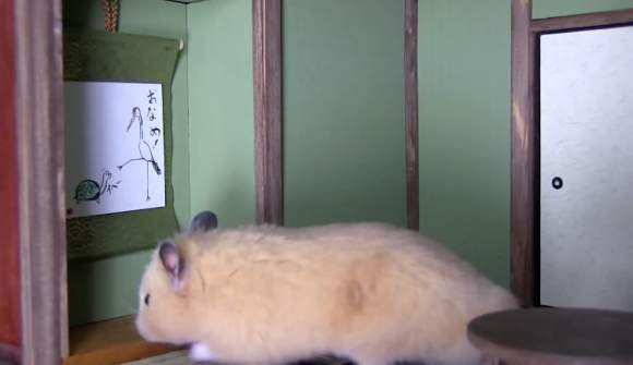 Bật cười với nhà Nhật Bản của "chàng" hamster béo 9