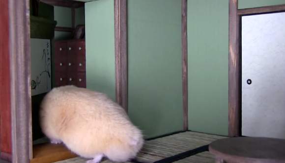 Bật cười với nhà Nhật Bản của "chàng" hamster béo 12