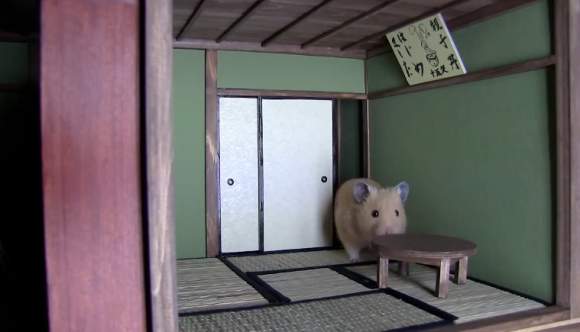 Bật cười với nhà Nhật Bản của "chàng" hamster béo 6