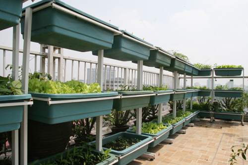 Hà Nội: Phát thèm vườn rau tầng 10 nhìn ra hồ lộng gió 39