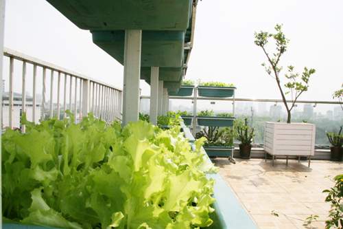 Hà Nội: Phát thèm vườn rau tầng 10 nhìn ra hồ lộng gió 18