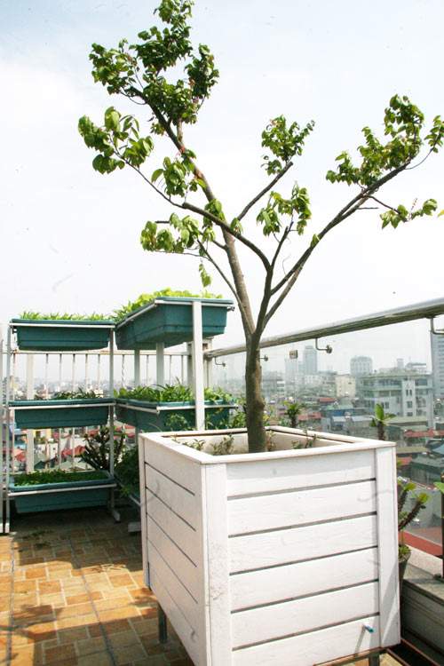 Hà Nội: Phát thèm vườn rau tầng 10 nhìn ra hồ lộng gió 45