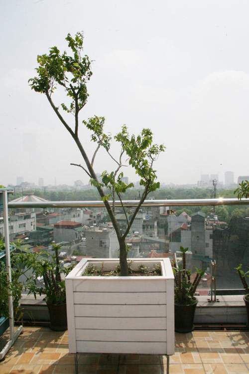 Hà Nội: Phát thèm vườn rau tầng 10 nhìn ra hồ lộng gió 48