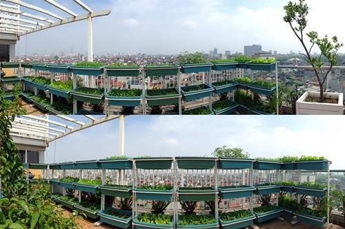Hà Nội: Phát thèm vườn rau tầng 10 nhìn ra hồ lộng gió 3